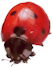 ladybird 13