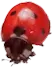 ladybird 13