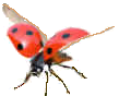 ladybird flying 01