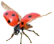 ladybird flying 01
