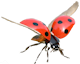 flying ladybird