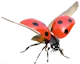flying ladybird