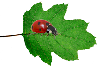 Ladybird on leaf