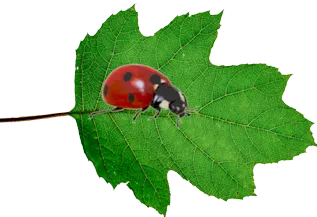 Ladybird on leaf