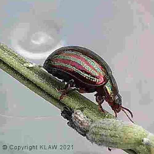 Lavender/Rosemary Beetle