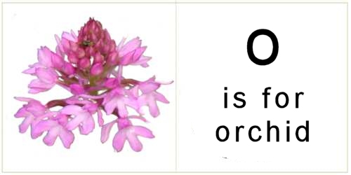 letter_o