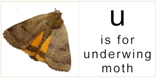 letter_u