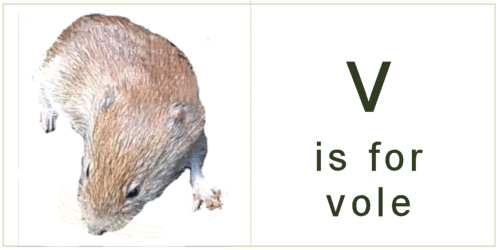 letter_v