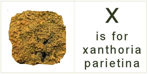 letter_x