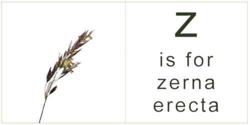 letter_z