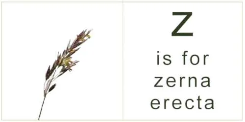 letter_z