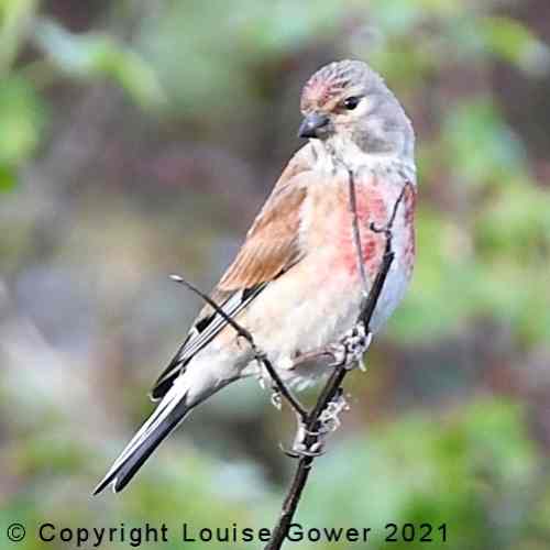 Linnet