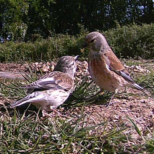 Linnet Feeding Young