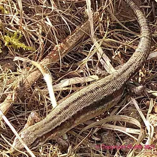 Lizard