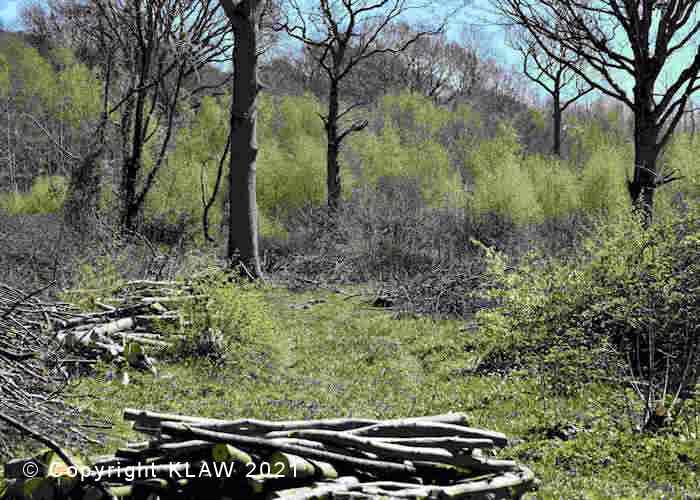 Image of logs