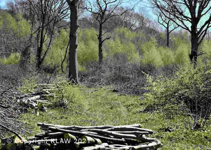 Image of logs