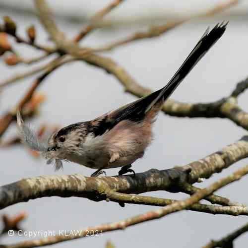 Long Tailed Tit