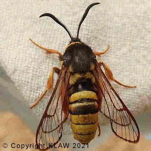 Lunar Hornet Moth