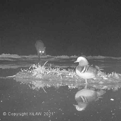 Mandarin Duck Menaced By Fox