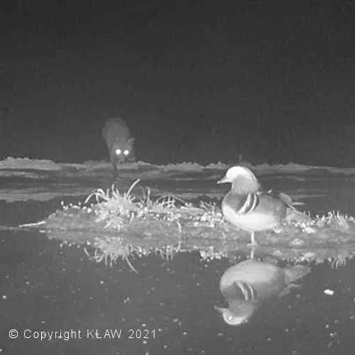 Mandarin Duck Menaced By Fox