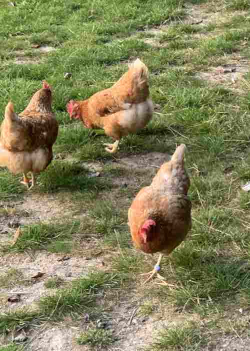 chickens