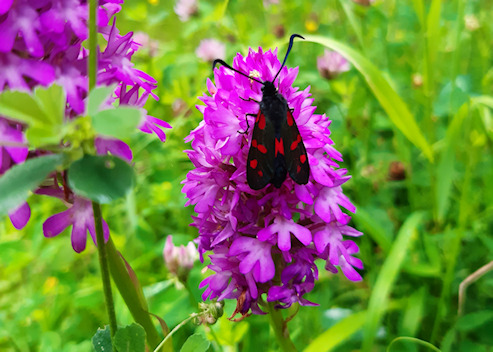 6 spot burnet