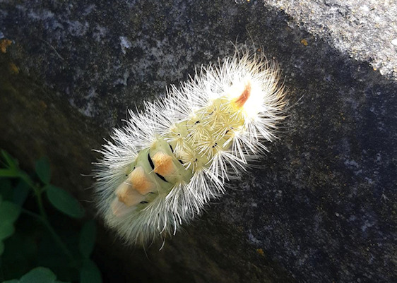 Sycamore Moth Caterpillar