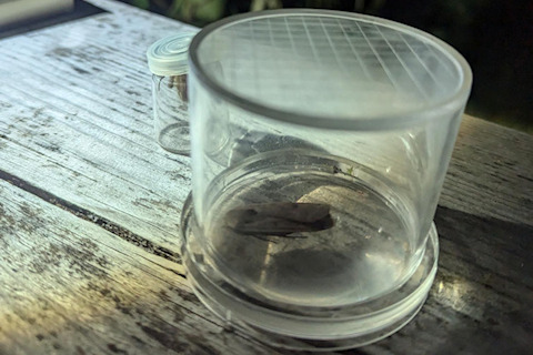 Large Yellow Underwing
