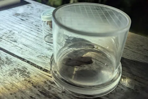 Large Yellow Underwing