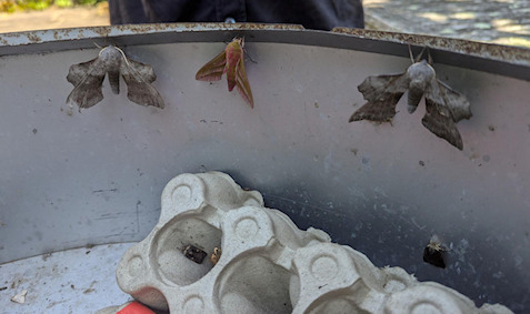 Poplar and Elephant Hawkmoth