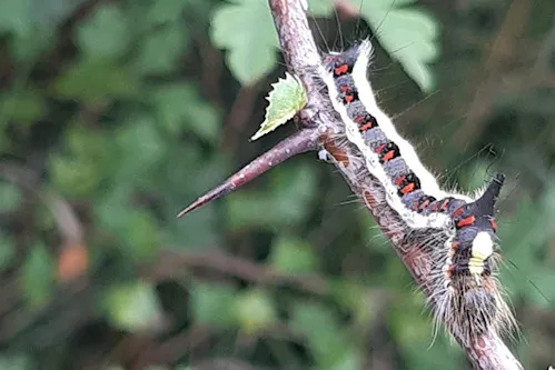 Unknown Caterpillar