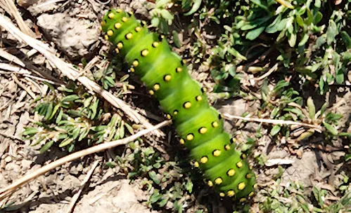 Unknown Caterpillar