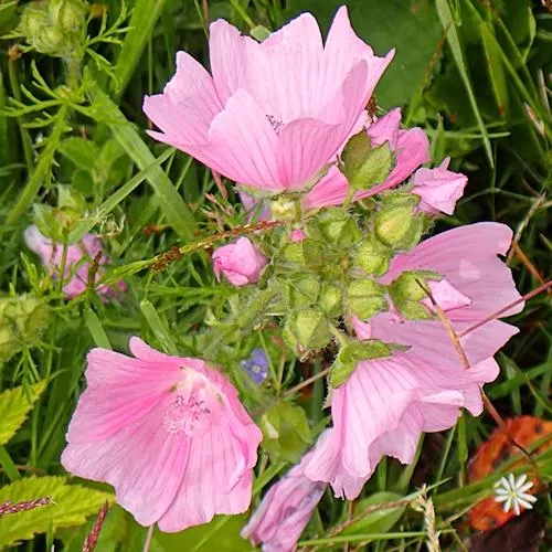 Mallow