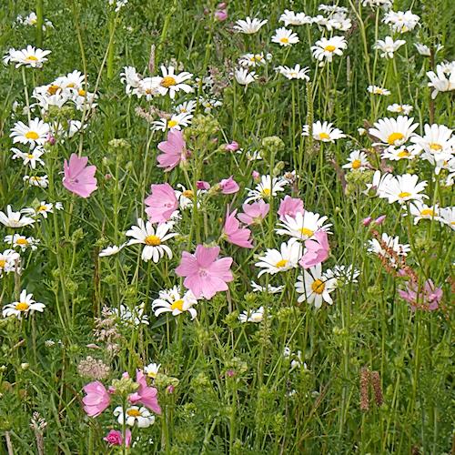 Mallow and Oxe Eye Daisy