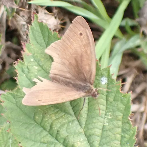 unknown moth