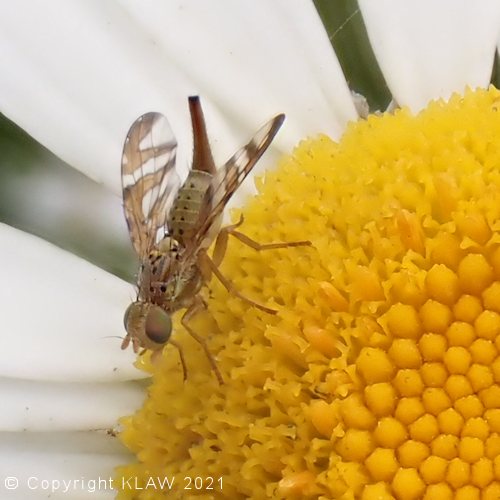 Insect on oxe eye daisy