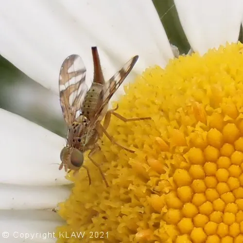 Insect on oxe eye daisy