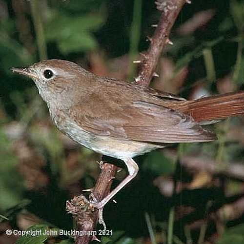A lone nightingale