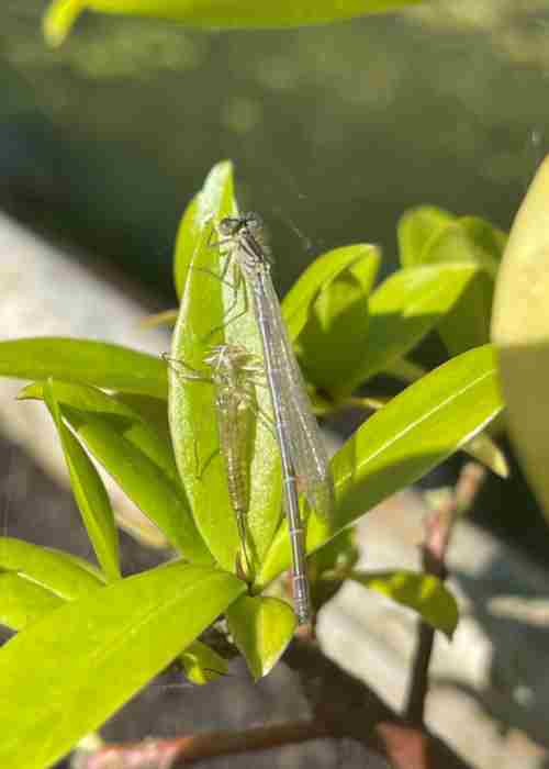 Wildlife At Nimrod