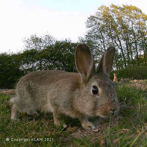 Photo Bombing Rabbit