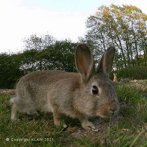 Photo Bombing Rabbit