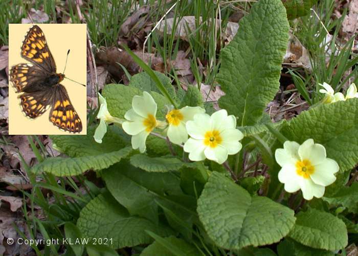 Primrose And Female Duke of Burgundy