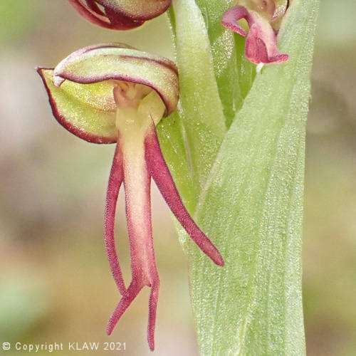 Man Orchid Close Up