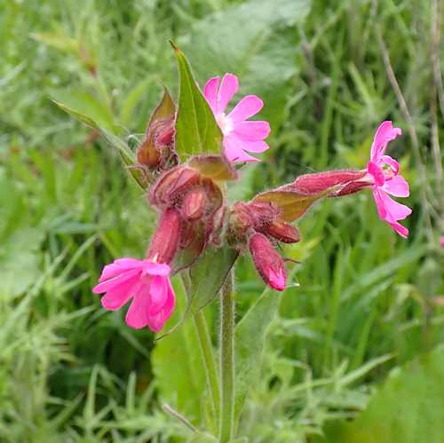 Red Campion