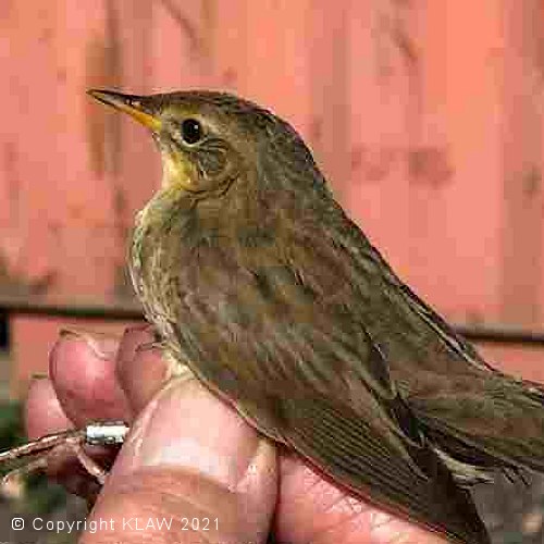 ringed bird