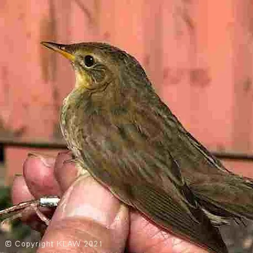 ringed bird