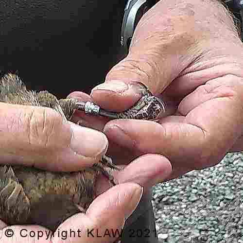 bird being ringed