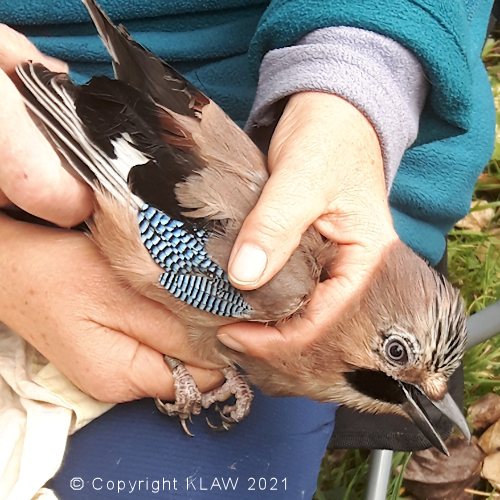 ringed jay