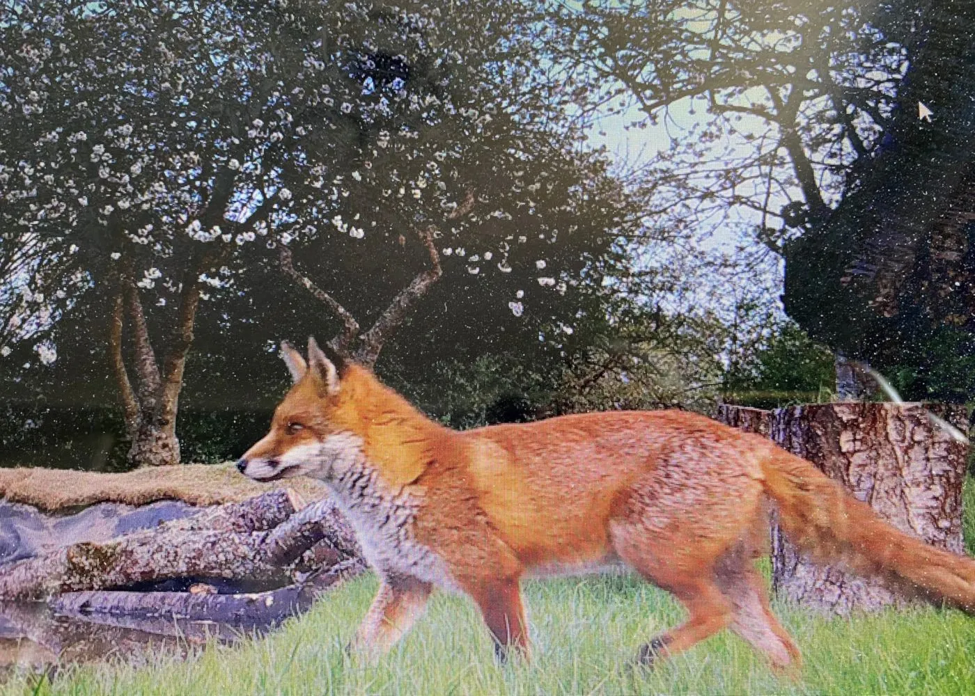 Fox On The Prowl