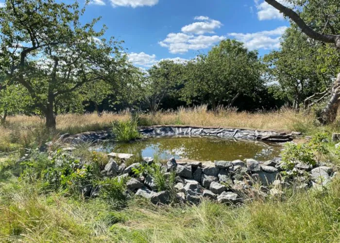 The Pond